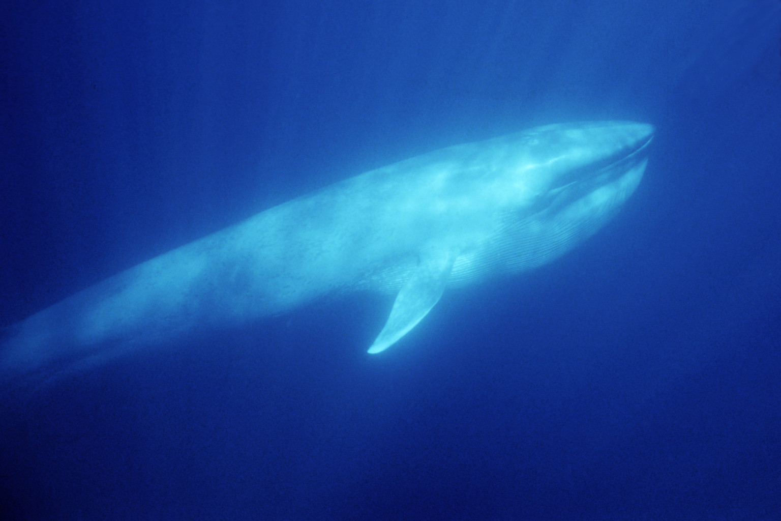 Whale Ear Wax Reveals Animal's Exposure To Stress & Toxins, Scientists ...