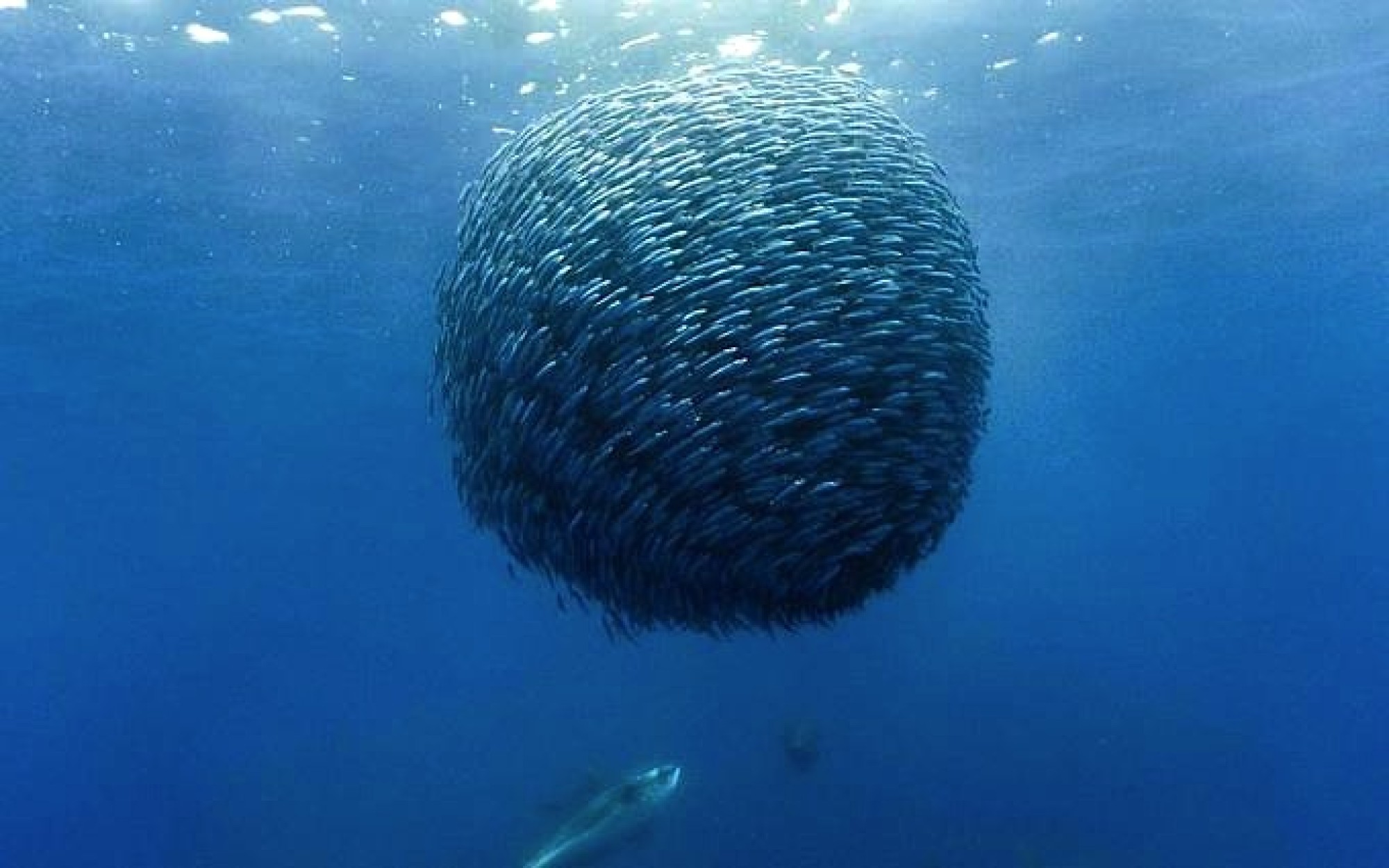 How Do Fish Swim In Schools? Scientists Say It’s In Their Genes | HuffPost