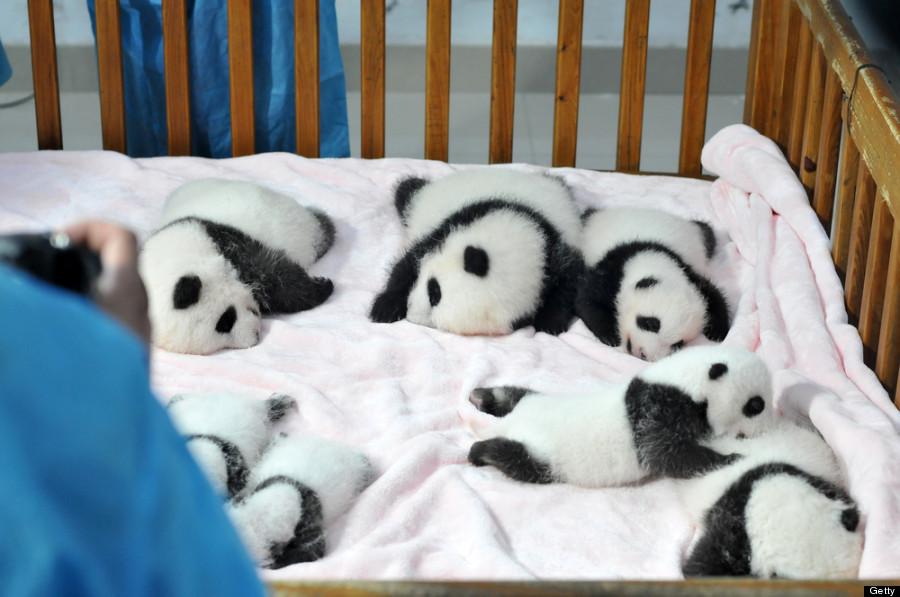 Baby Pandas China 14 New Babies On Display At Breeding Base Huffpost