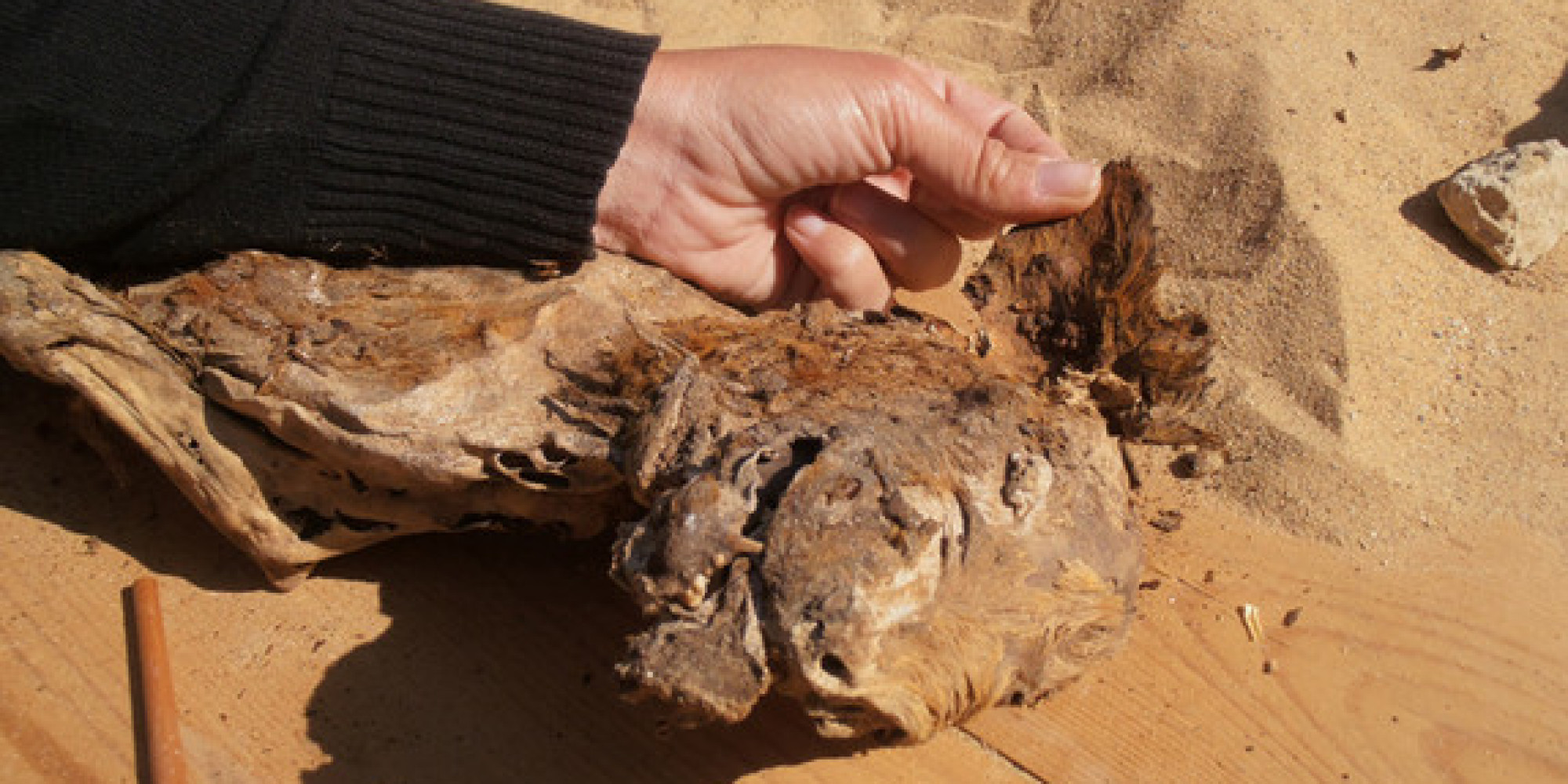 Dog Mummy In Egypt Was Infested With Bloodsucking Parasites