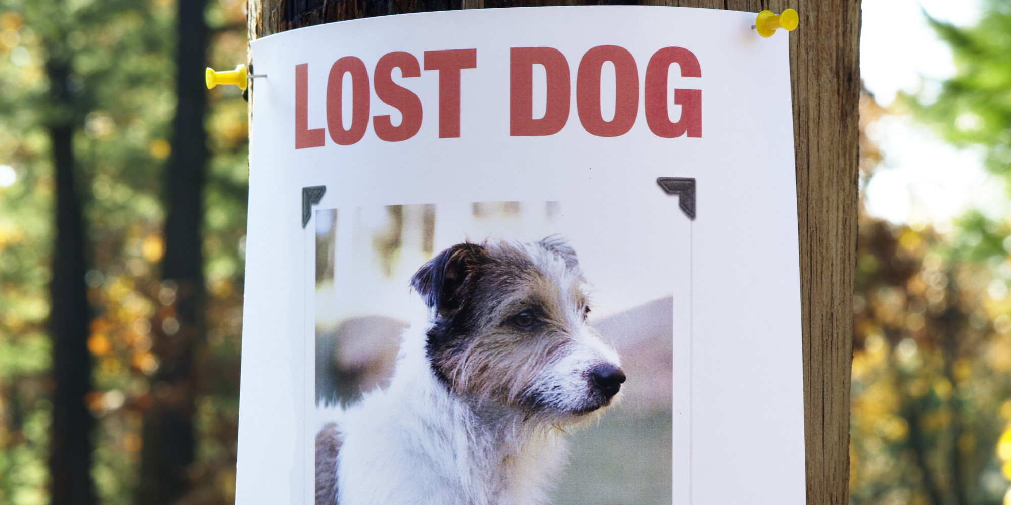 how-to-find-a-lost-dog-things-you-haven-t-considered-huffpost