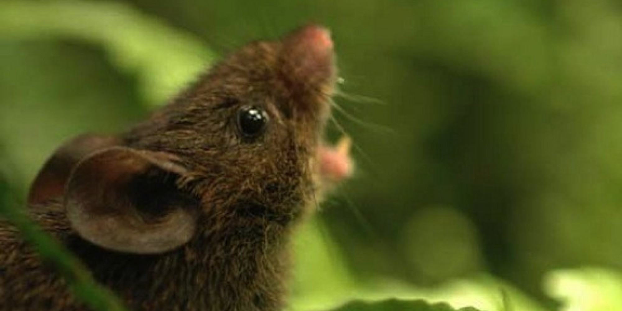 Mice 'Sing' To Avoid Fights, Researchers Find (VIDEO) HuffPost