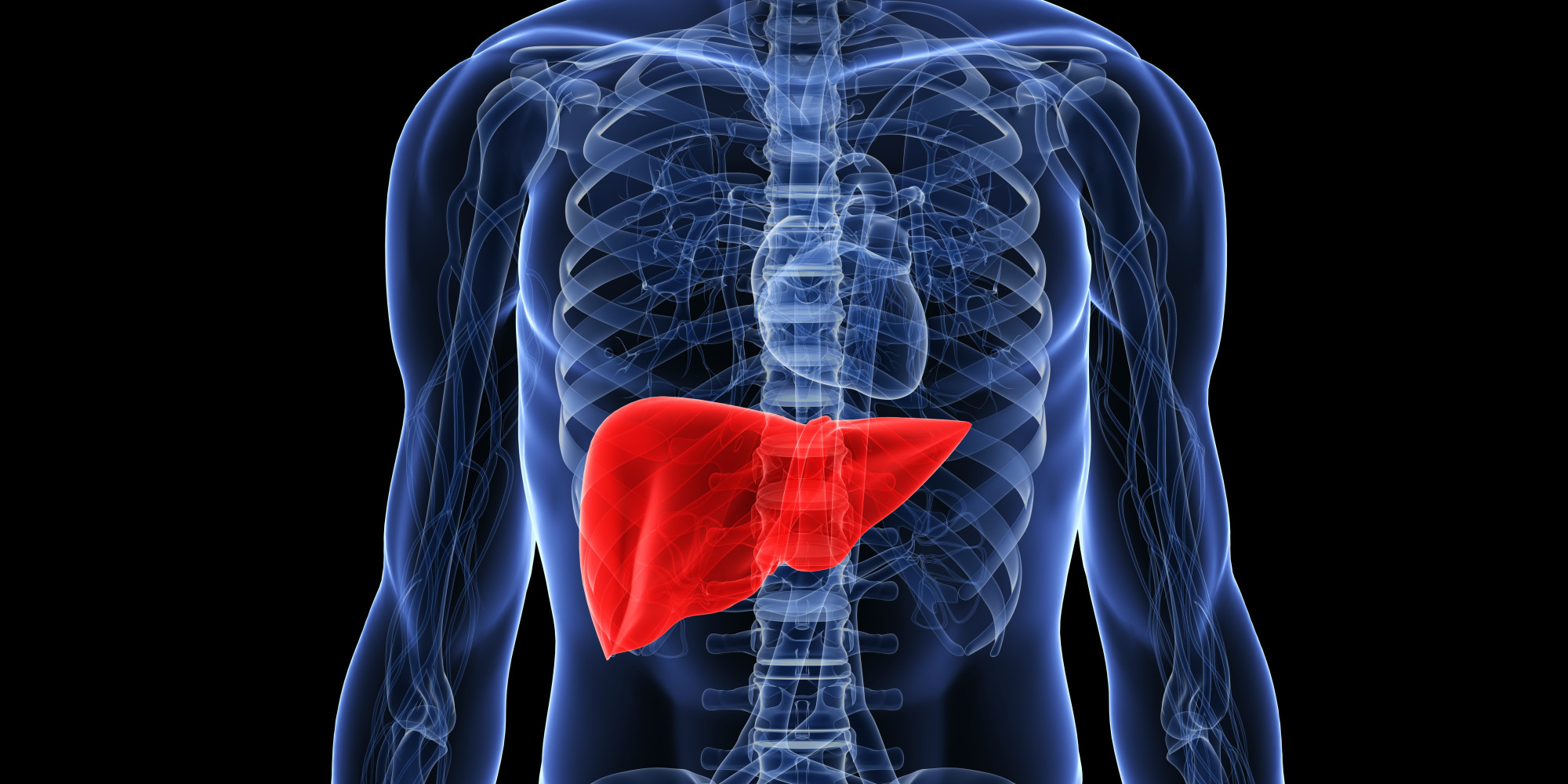 Fatty Liver | HuffPost