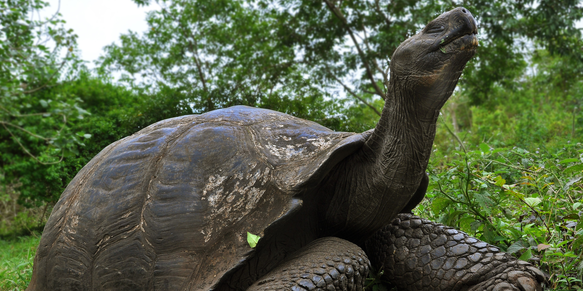 The Legacy of Lonesome George: Rescuing Tortoises From Extinction ...