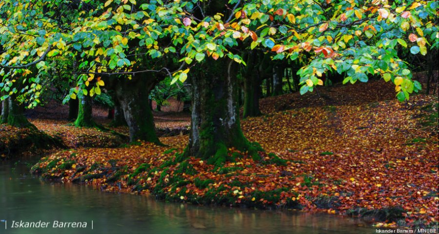 gorbea