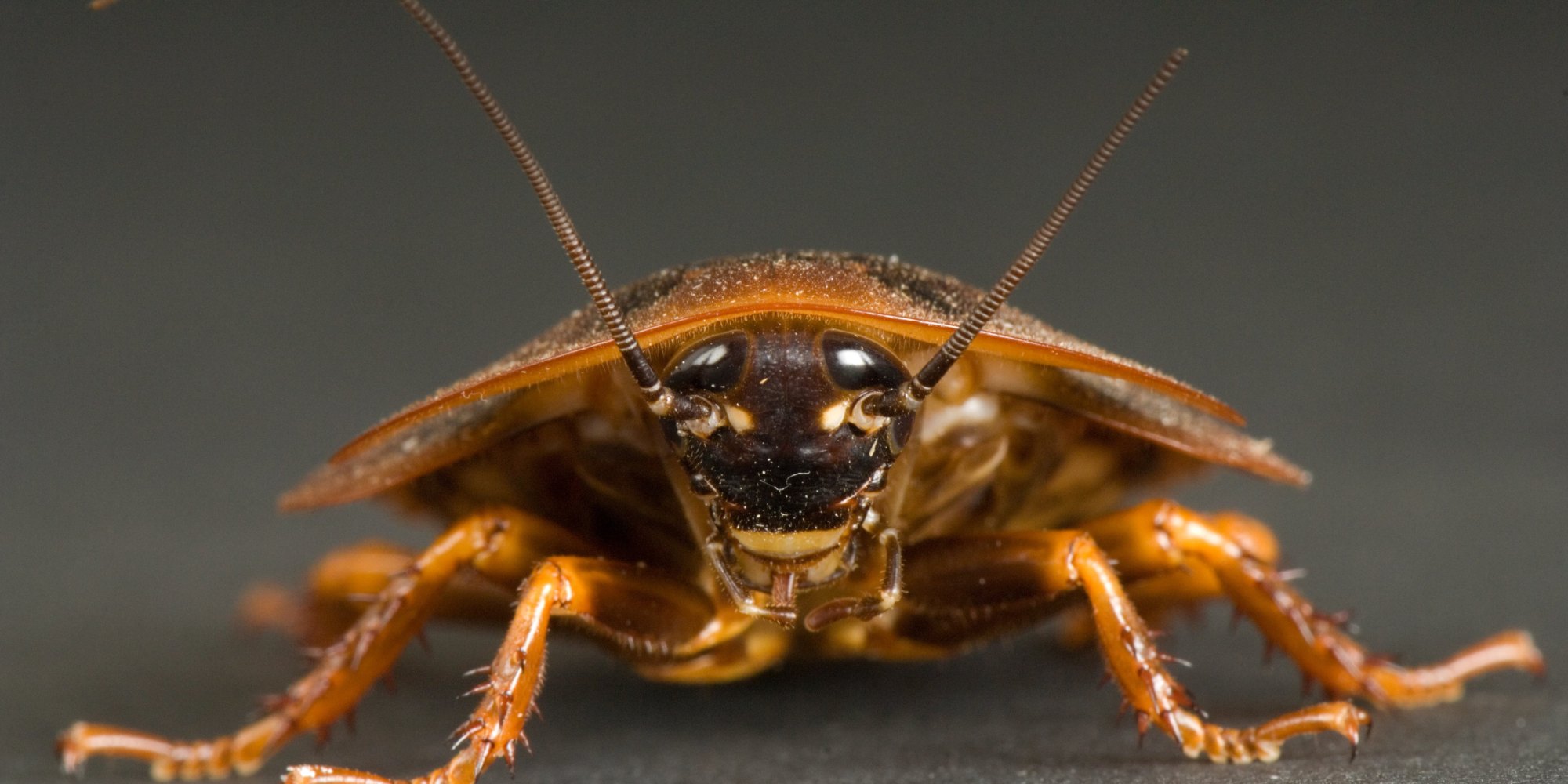 Cockroaches Have Neighborhoods, And They're Not Leaving Soon, Study