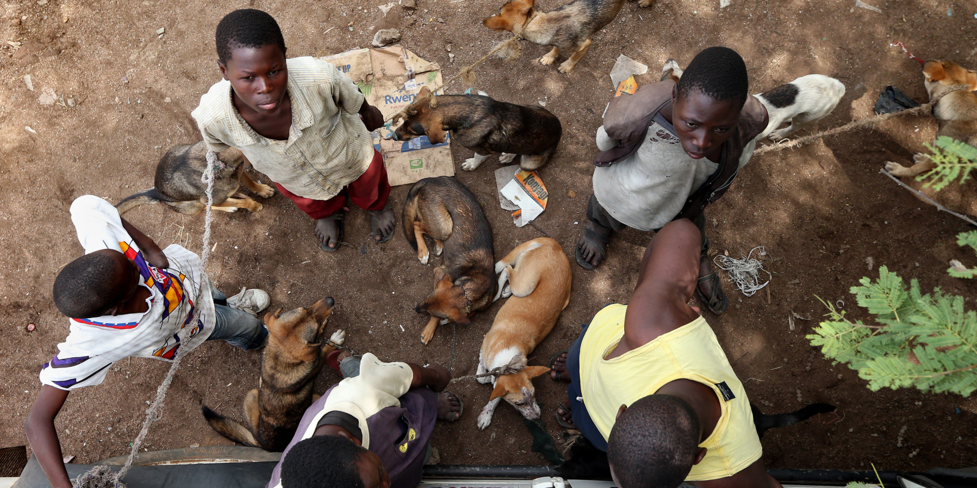 24 000 Rabies Deaths In Africa Each Year Due To High Vaccine Costs