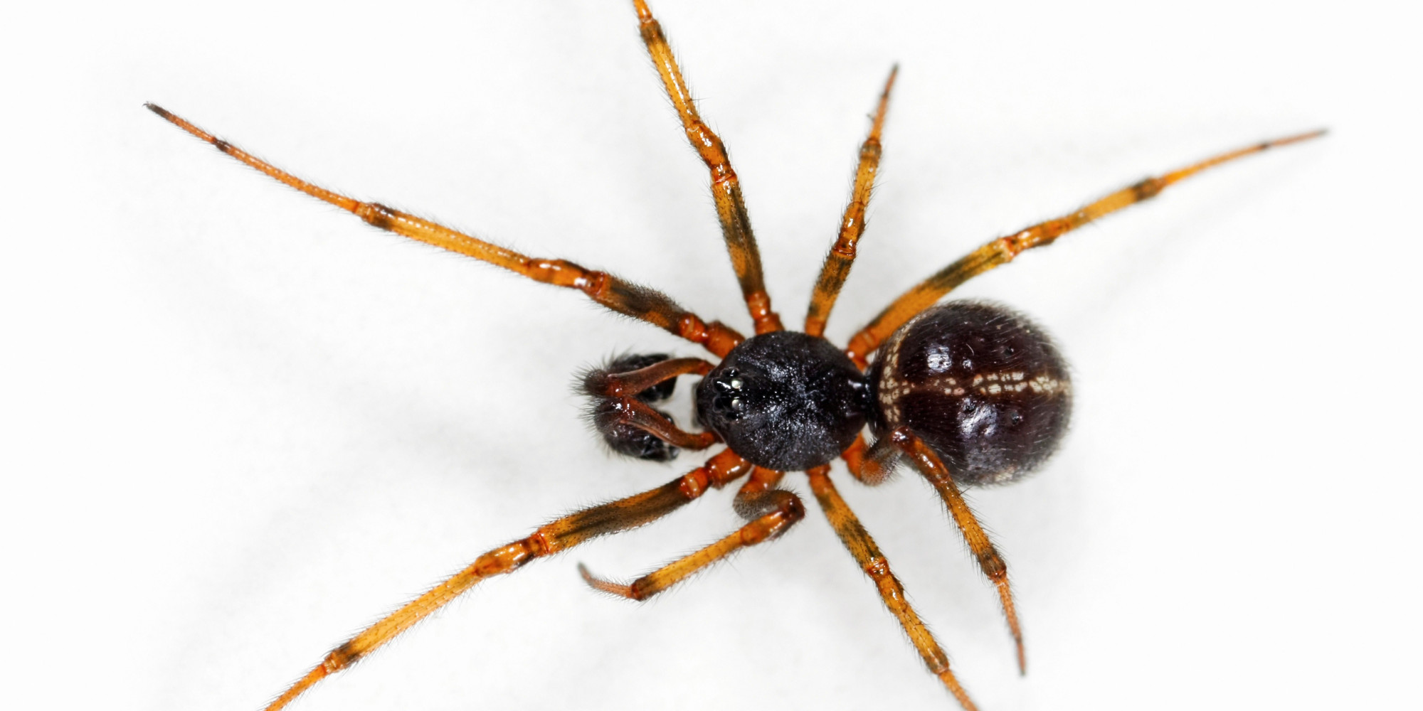 false-widow-spider-bite-causes-essex-decorator-ricki-whitmore-to-almost