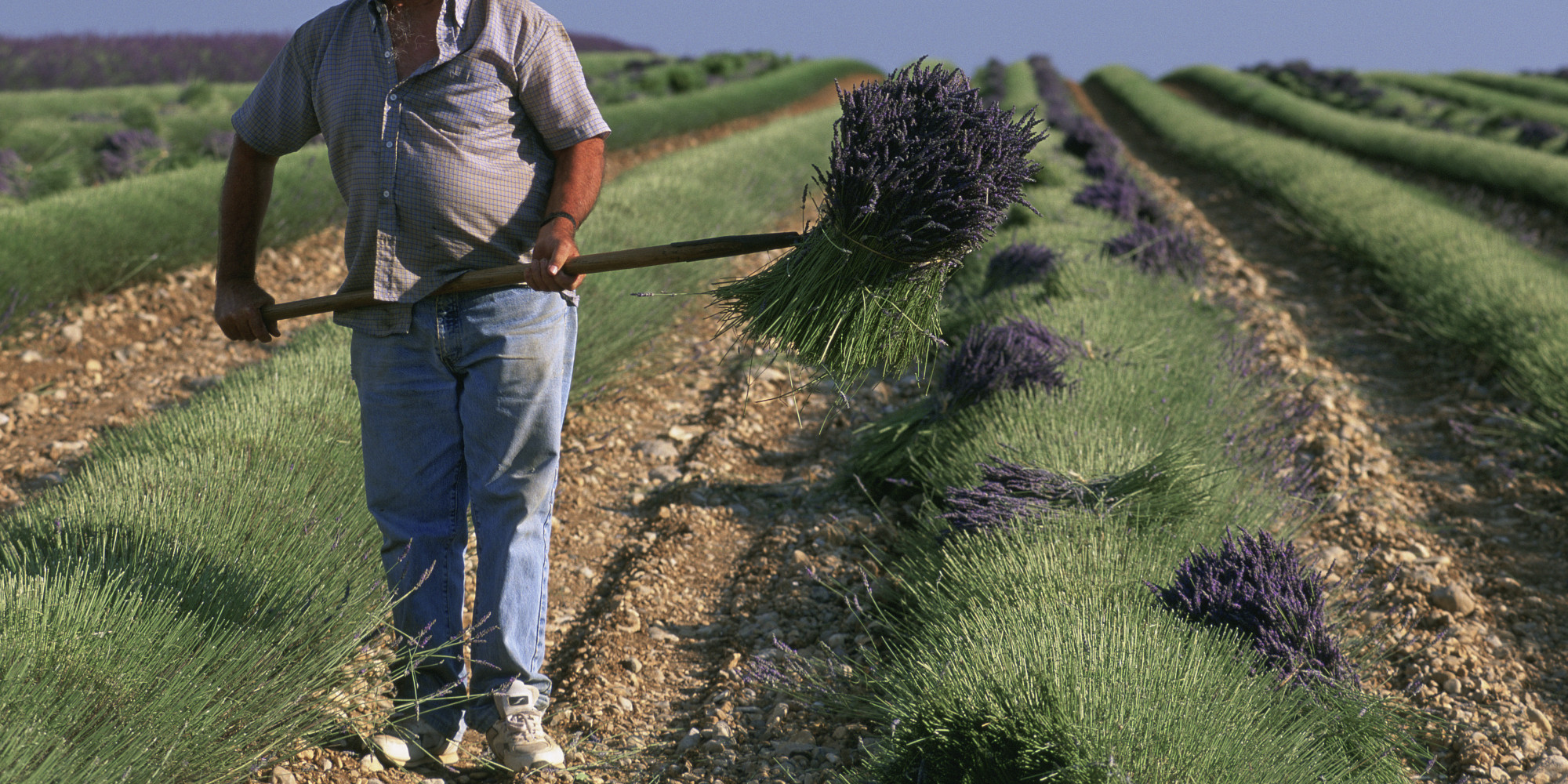 a-french-farmer-commits-suicide-every-2-days-study-says-huffpost