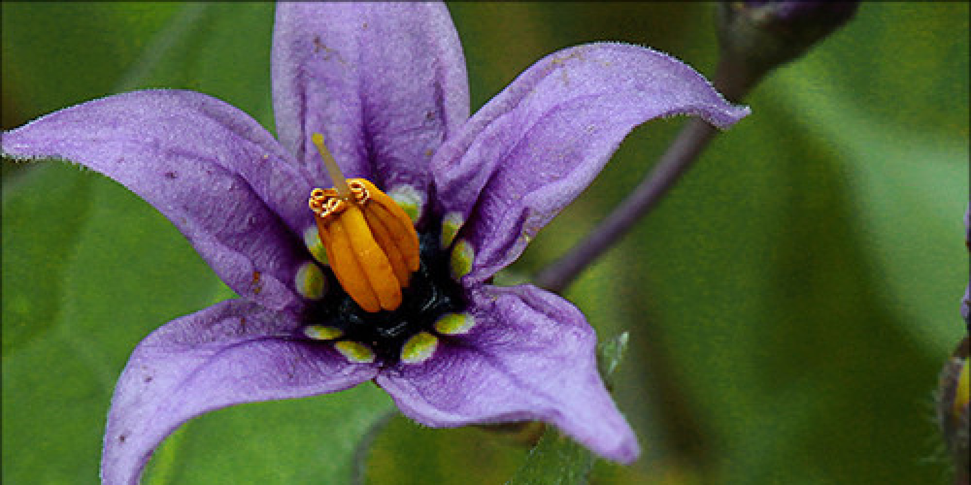 The History of the Deadly Nightshade Plant