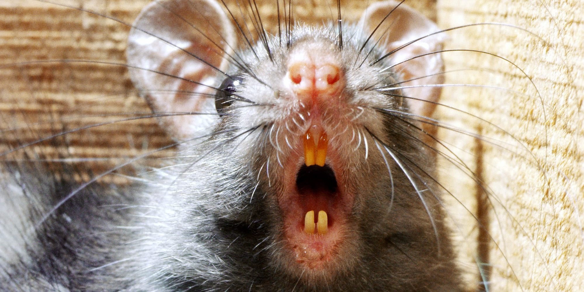 'Rats So Big The Cats Are Scared' Worry Englewood Neighbors | HuffPost