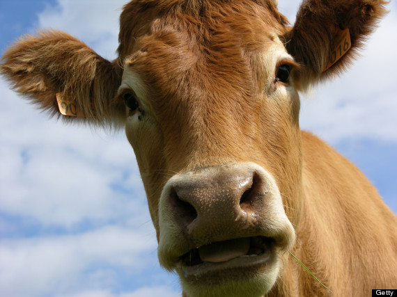 1 in 2000 Brits Could Be Carrying Proteins Linked To Mad Cow Disease ...