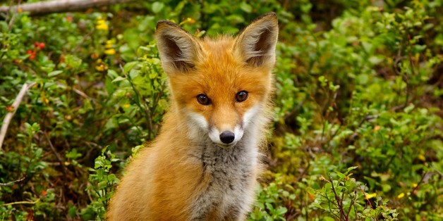 The Best Part Of The Government Shutdown Is That A Fox Is Now Living At 