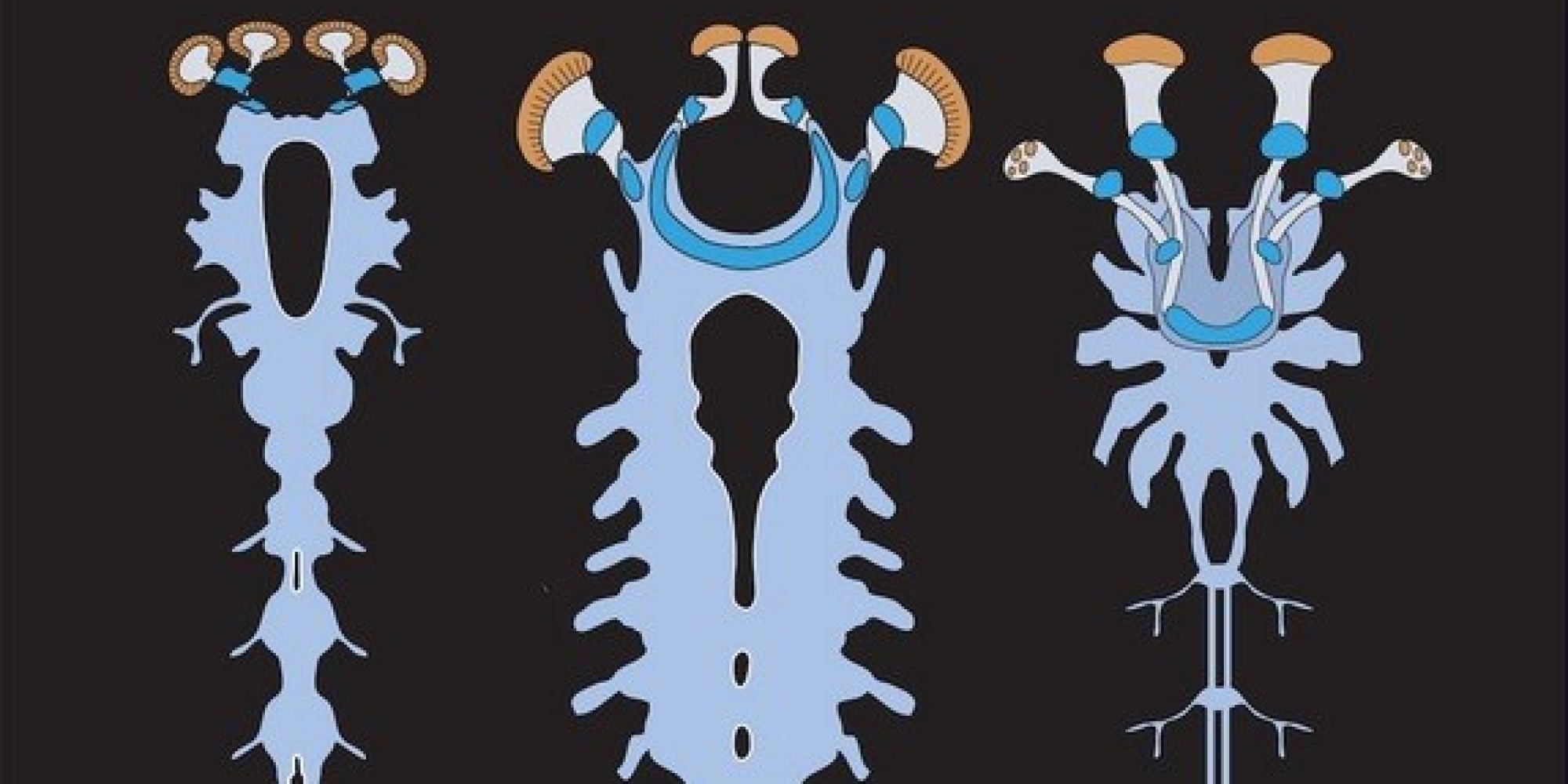 Ancient 'Mega-Clawed' Creature Had Nervous System Like Spider's