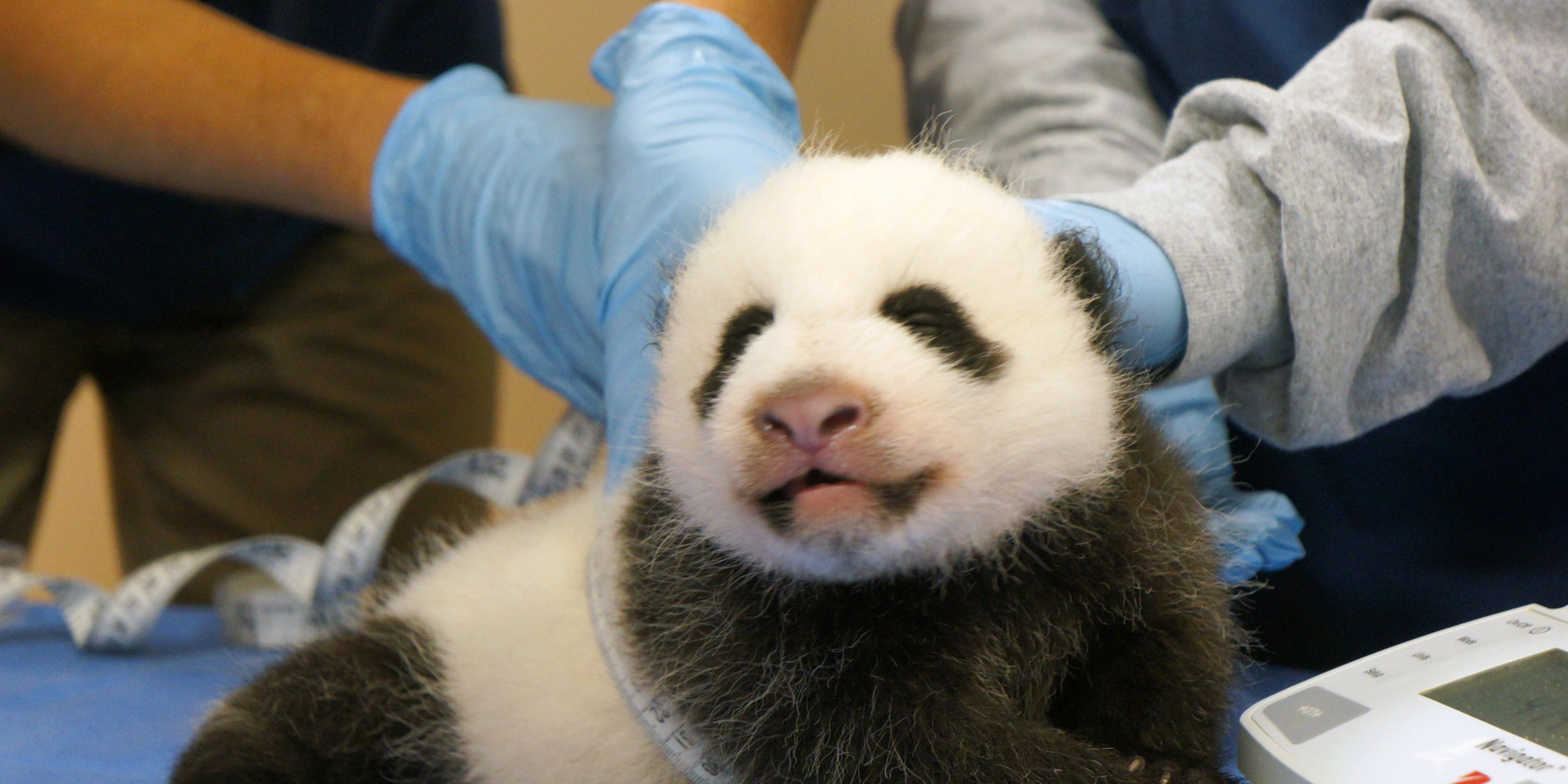 The Panda Cam Is Back, And Happiness Returns To The Universe | HuffPost