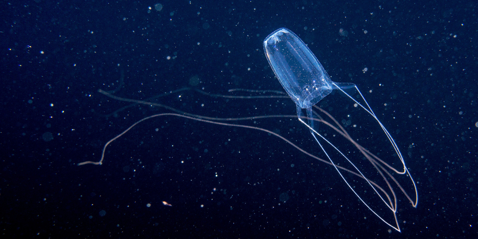 Jellyfish Stings An Increasing Public Health Concern Experts Say 
