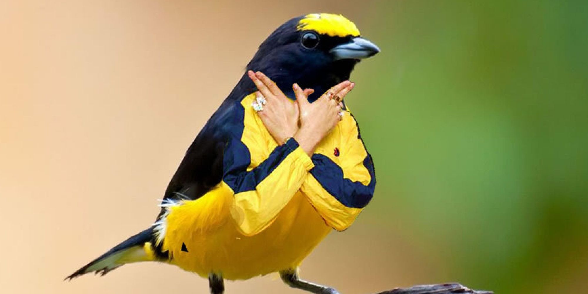 Birds With Arms, Because Internet | HuffPost