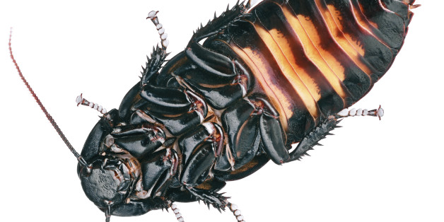 Cyborg-Kakerlaken: Insekten als Katastrophenhelfer