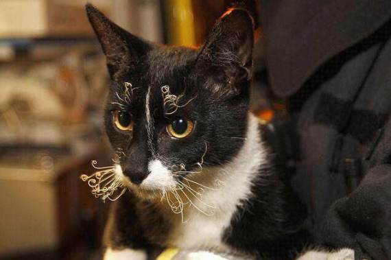 gato tras incendio