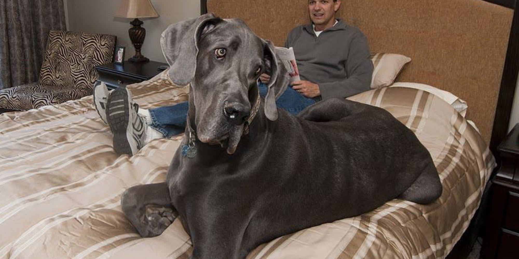 giant george dead former guinness worlds tallest dog has died huffpost - Biggest Cat In The World Guinness 2013 giant george dead former guinness worlds tallest dog has died huffpost - Biggest Cat In The World Guinness 2013