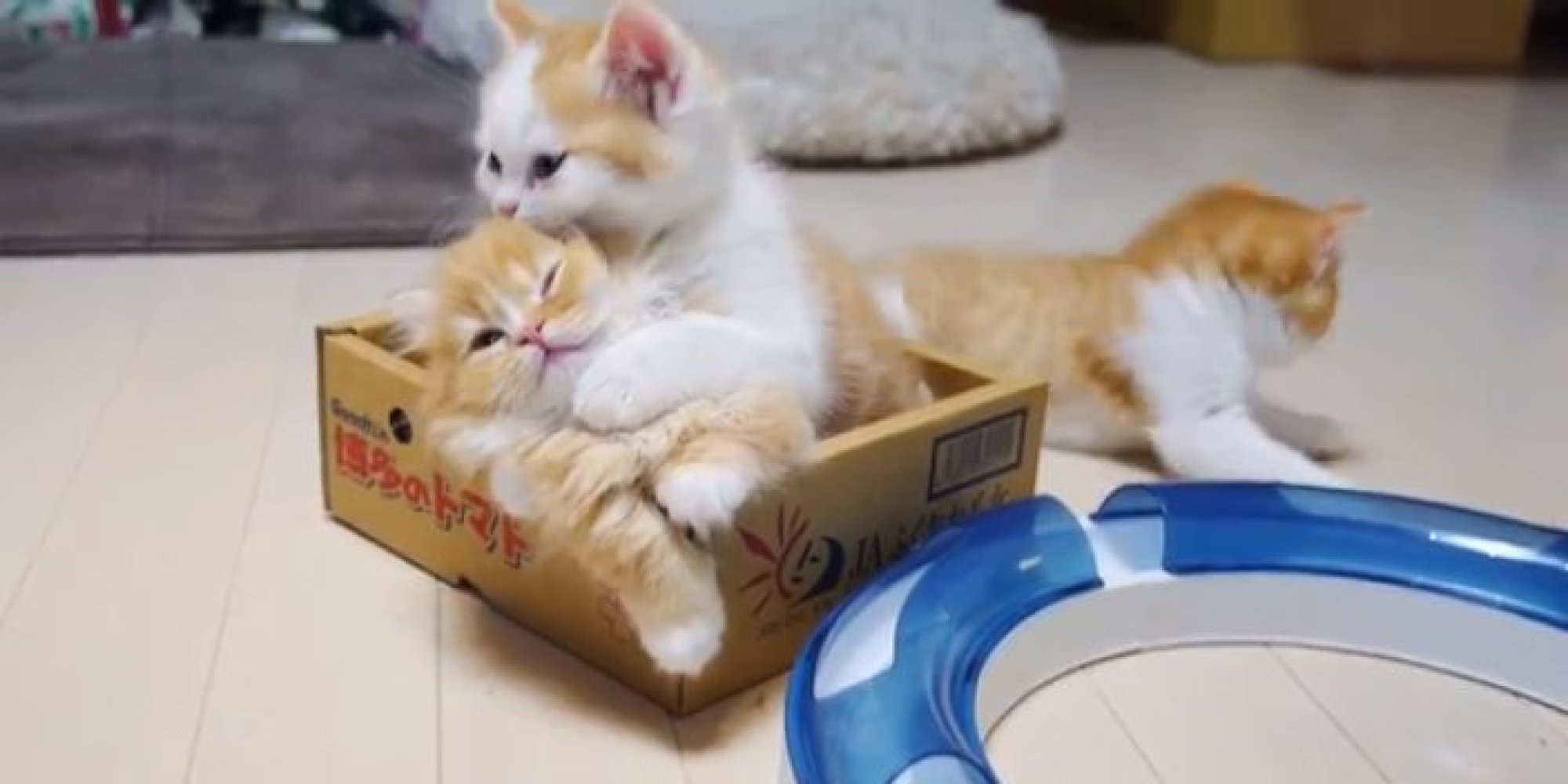 These 3 Munchkin Kittens Playing In A Box Are Motivating Us On A Monday
