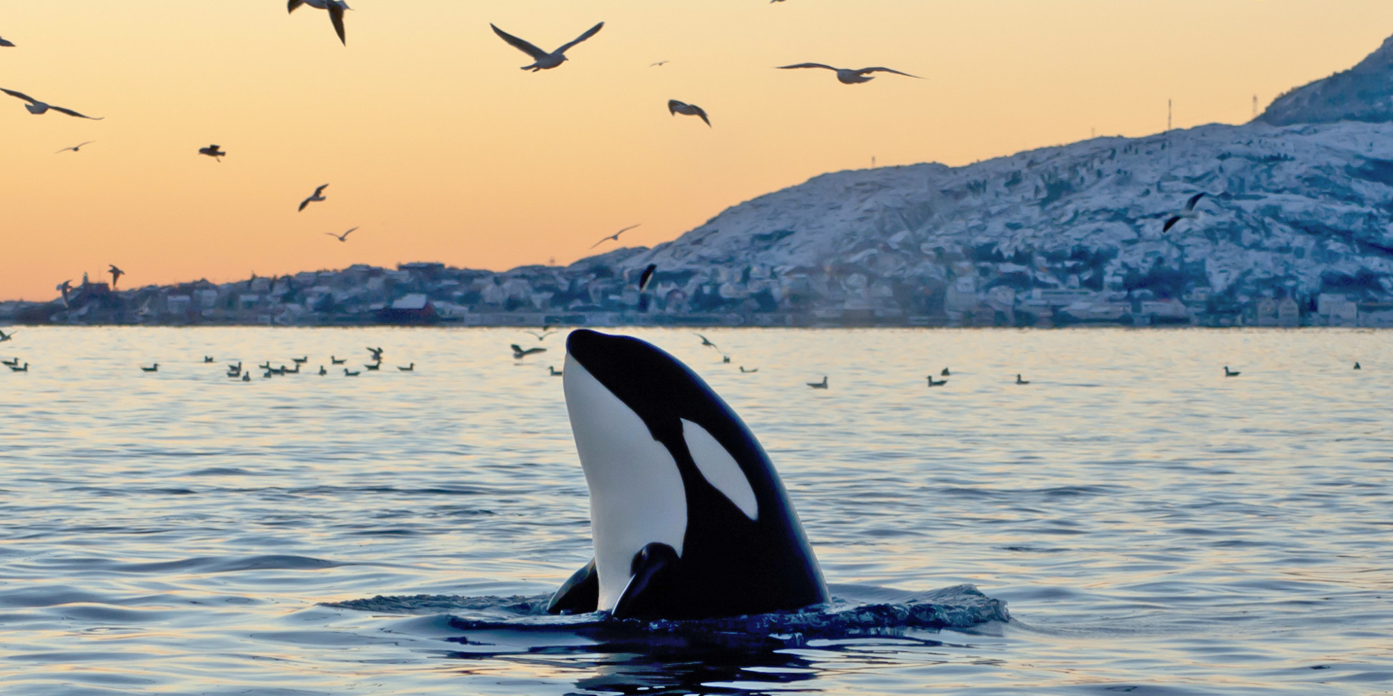 the future of orca whales in captivity in the united states the future of orca whales in captivity in the united states