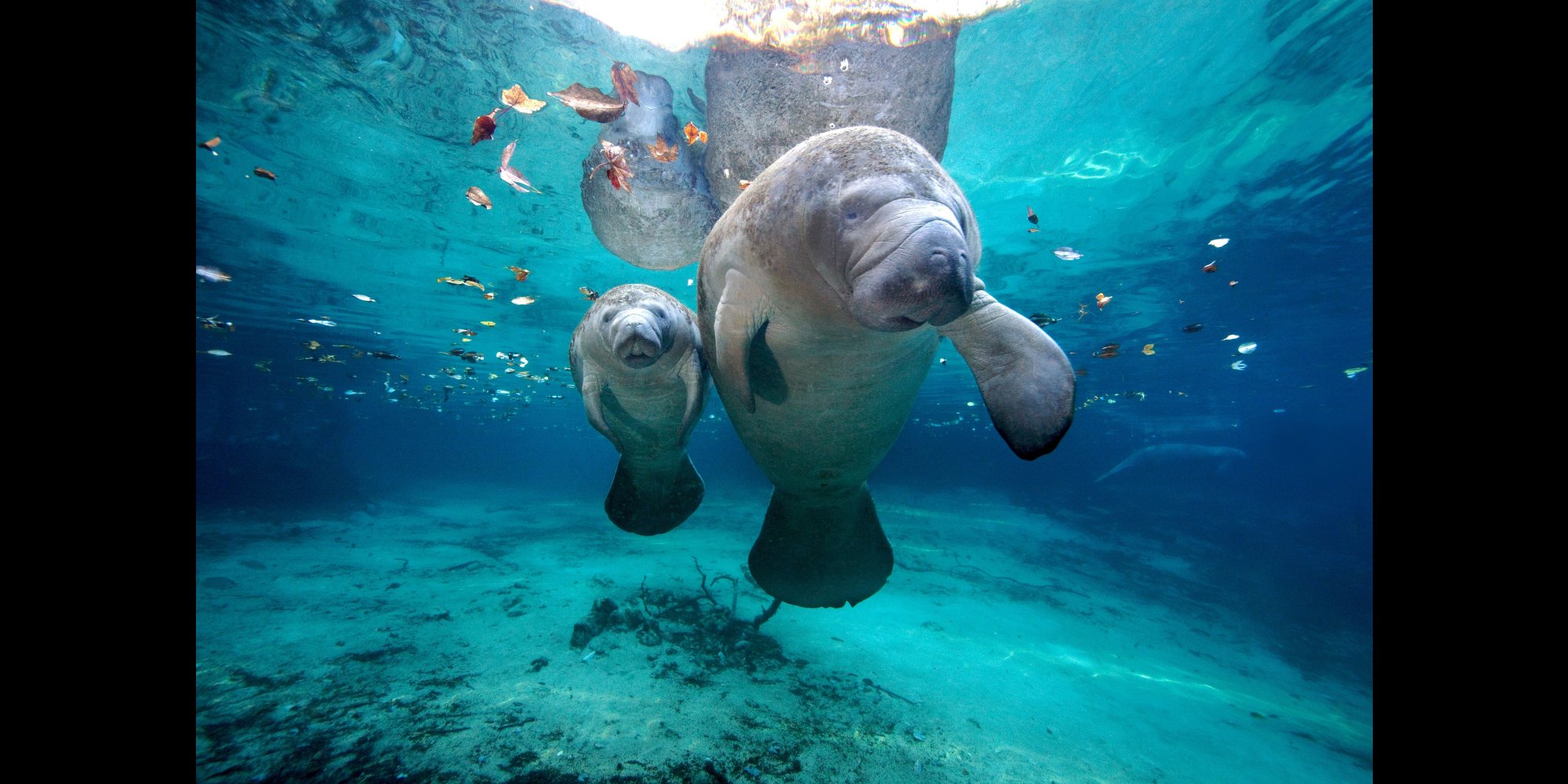 Record Breaking Number Of Manatees Have Died In Florida In 2013 HuffPost