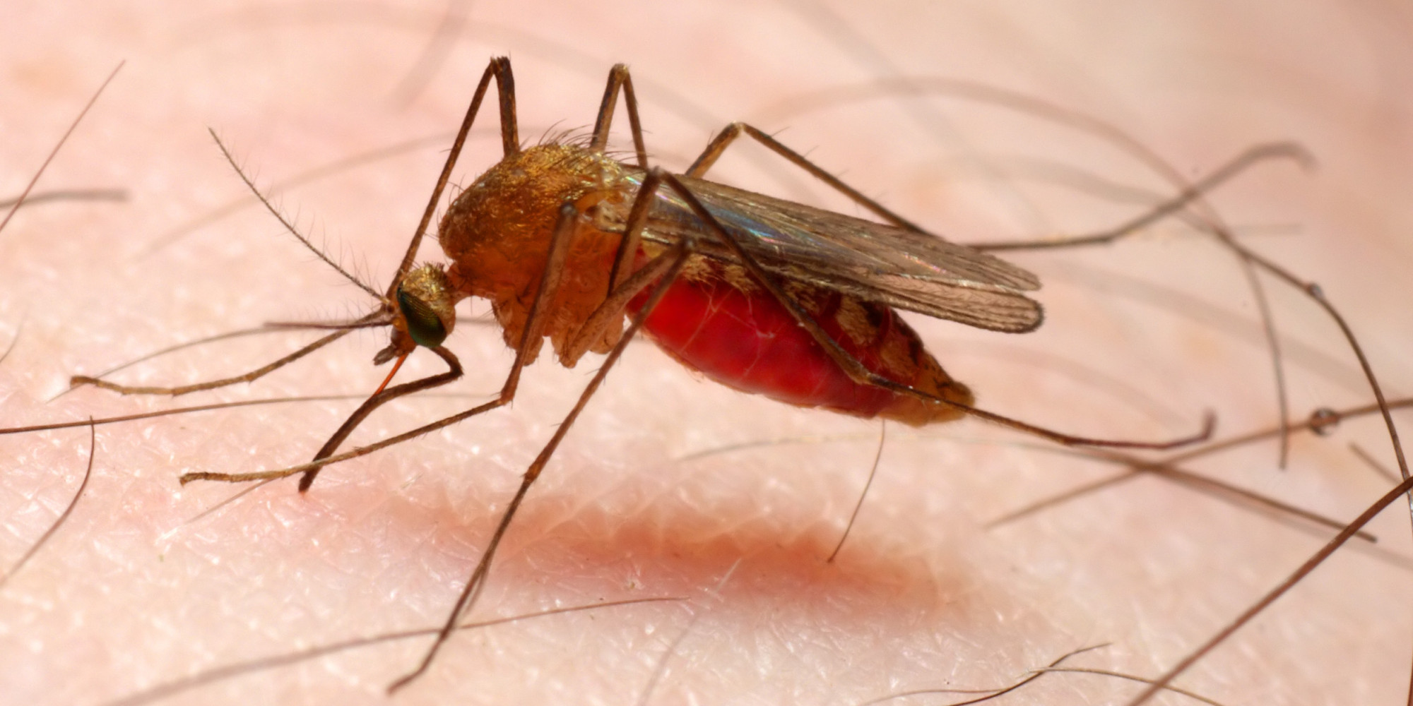 What Is The Host Risk Factor Of Malaria