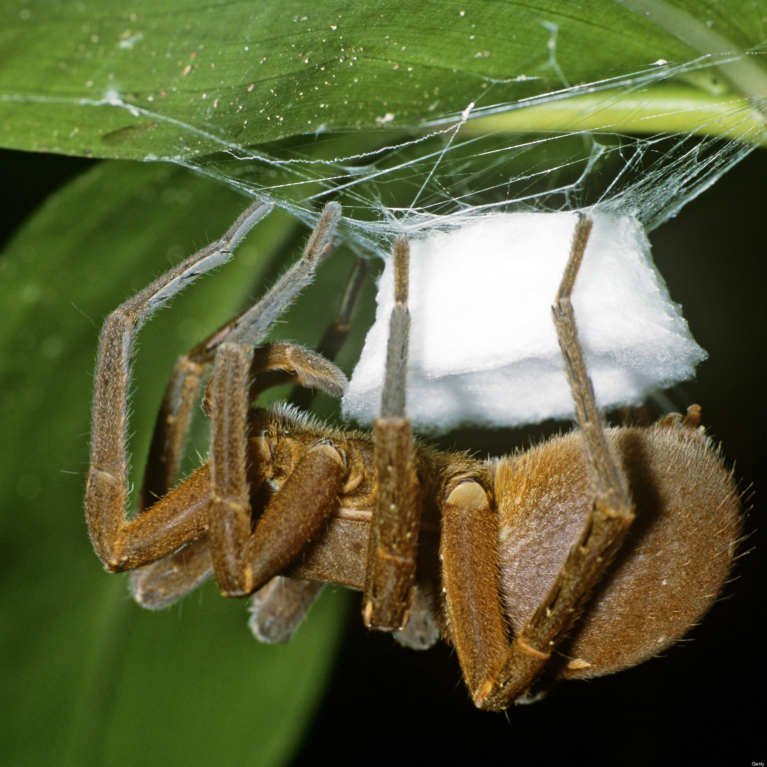 brazilian wandering spider death rate