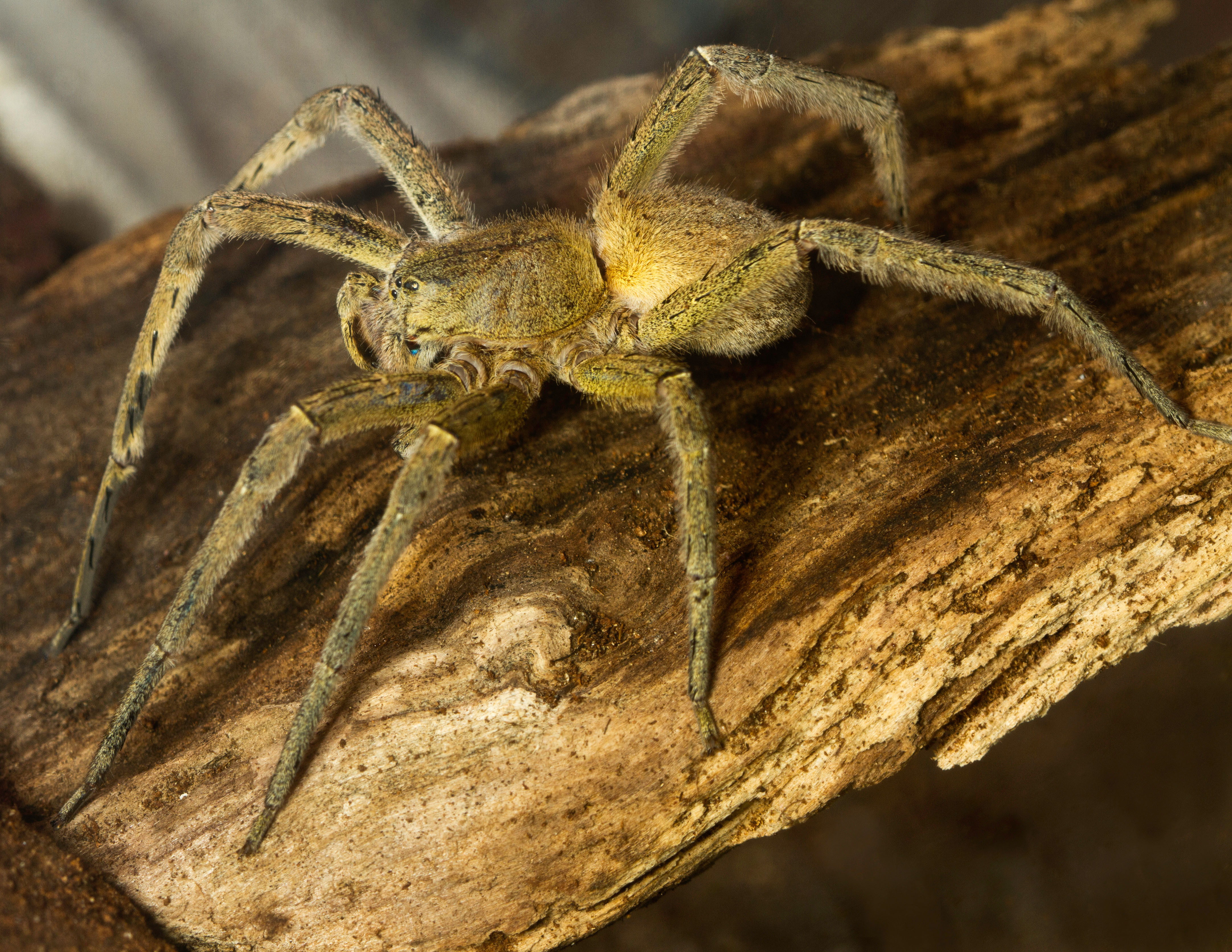 brazilian wandering spider effects on females