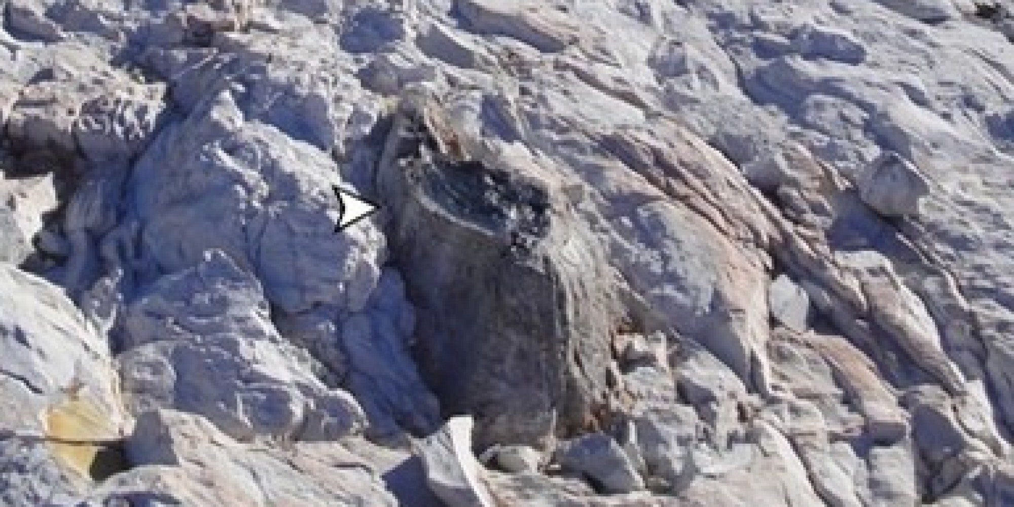 Ancient Antarctica's Forests Featured Weird Trees, Wood Fossils Show