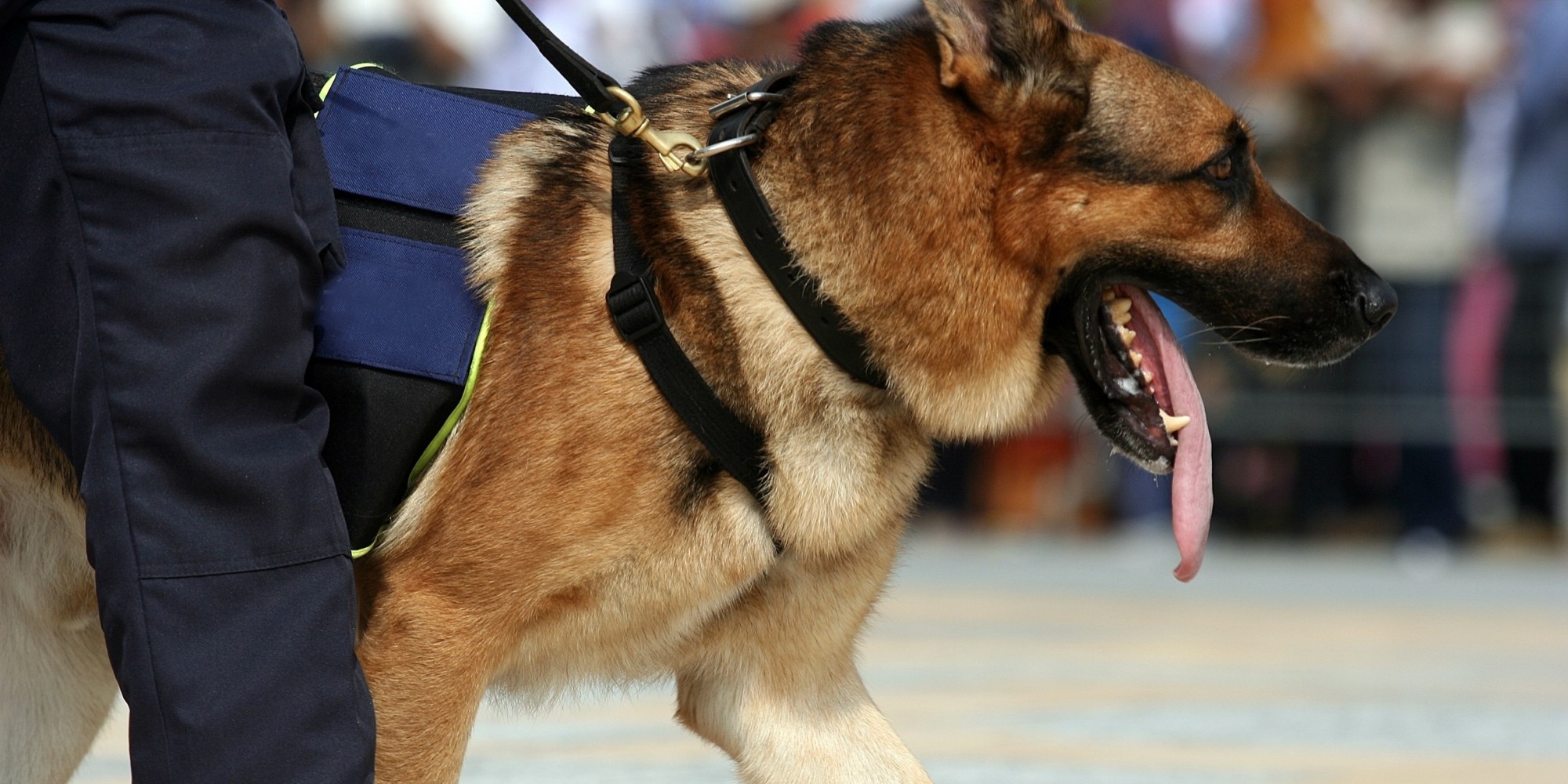 police-dogs-to-get-full-pensions-for-medical-bills-after-retirement-in