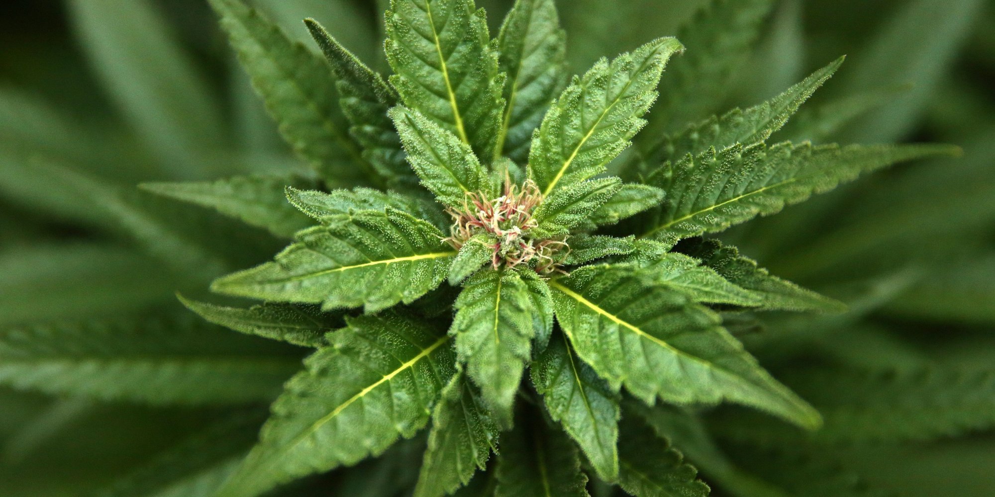 Marijuana Might Be Affecting Your Skin And Not In The Ways You