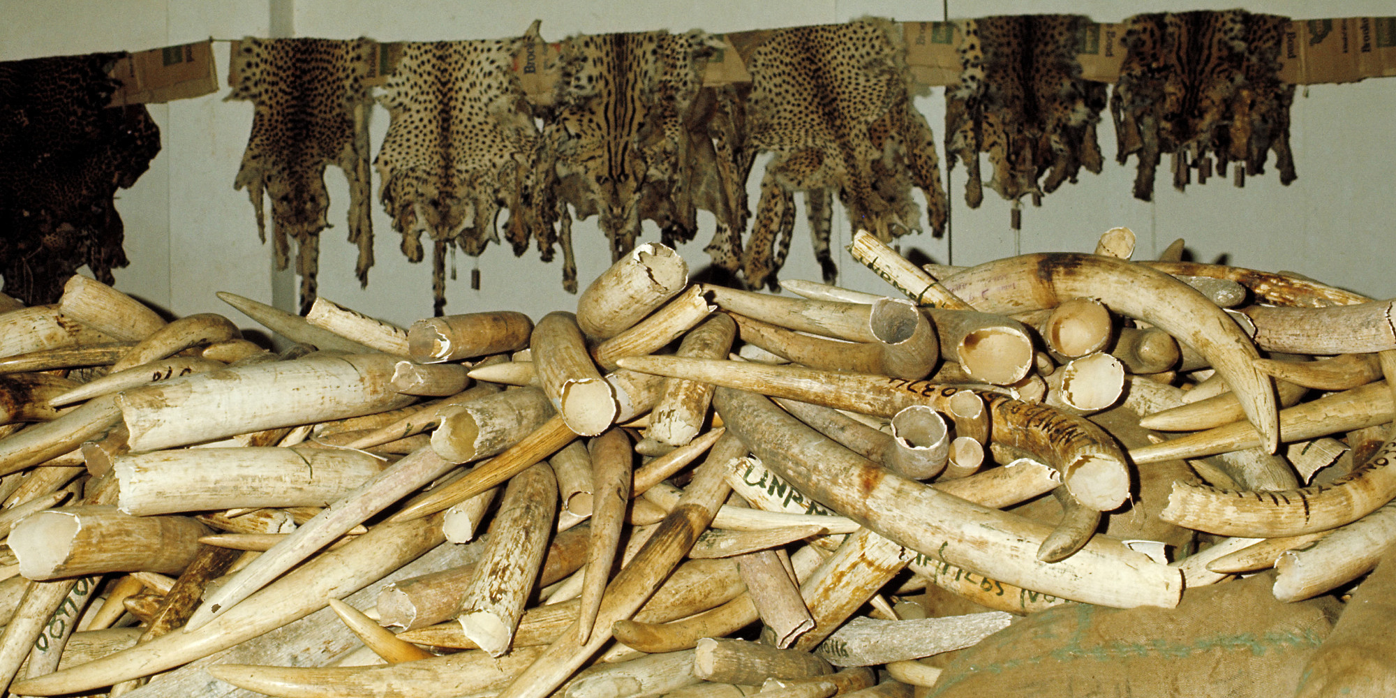 Crush The Ivory Trade HuffPost   O IVORY TRADE Facebook 