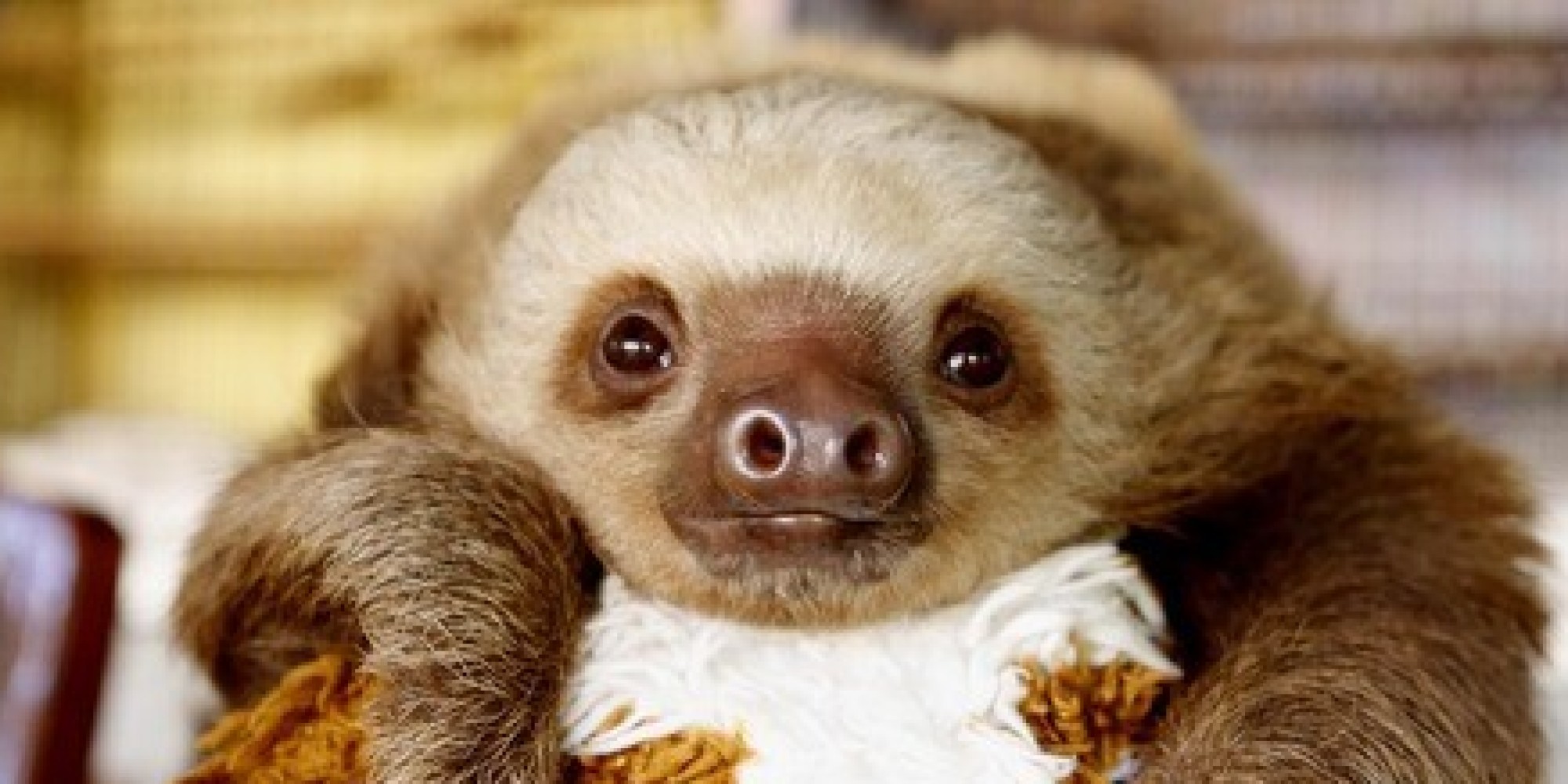 Twerking Baby Sloths (VIDEO) | HuffPost