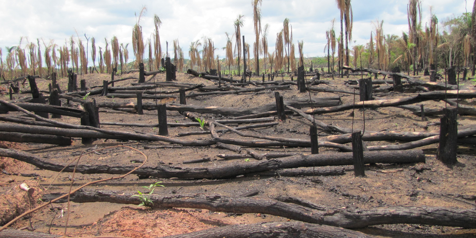 stop destroying the amazon rainforest the worlds greatest natural resource stop destroying the amazon rainforest the worlds greatest natural resource