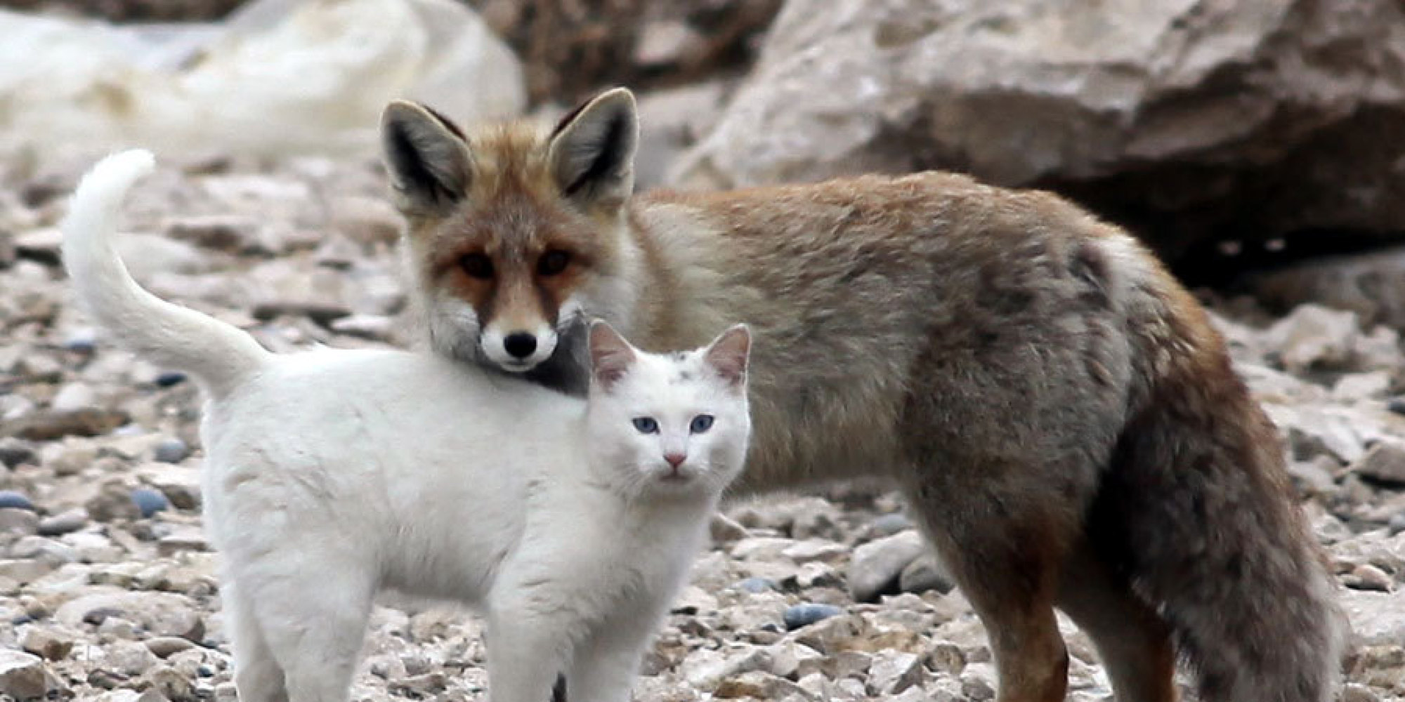 Somewhere In Turkey, A Wild Cat And A Fox Are Best Friends | HuffPost