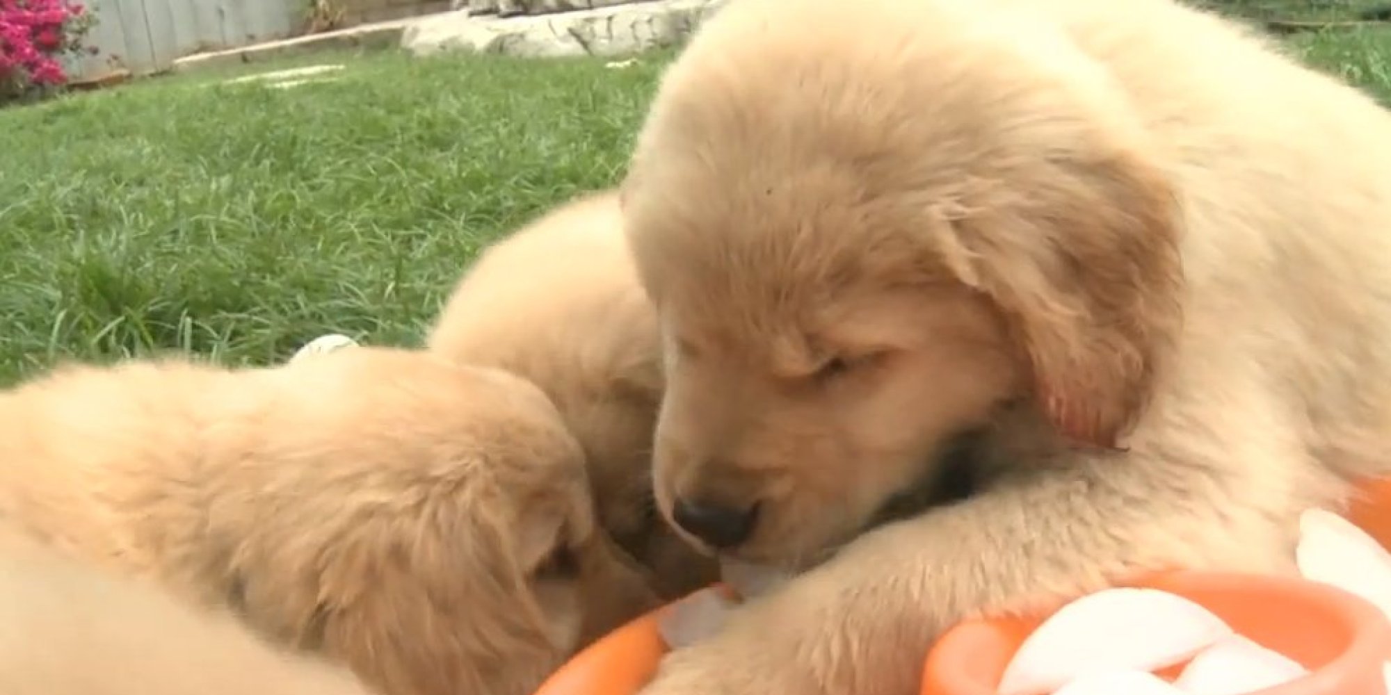 Puppies Plus Ice Cubes Equals Melting Hearts HuffPost