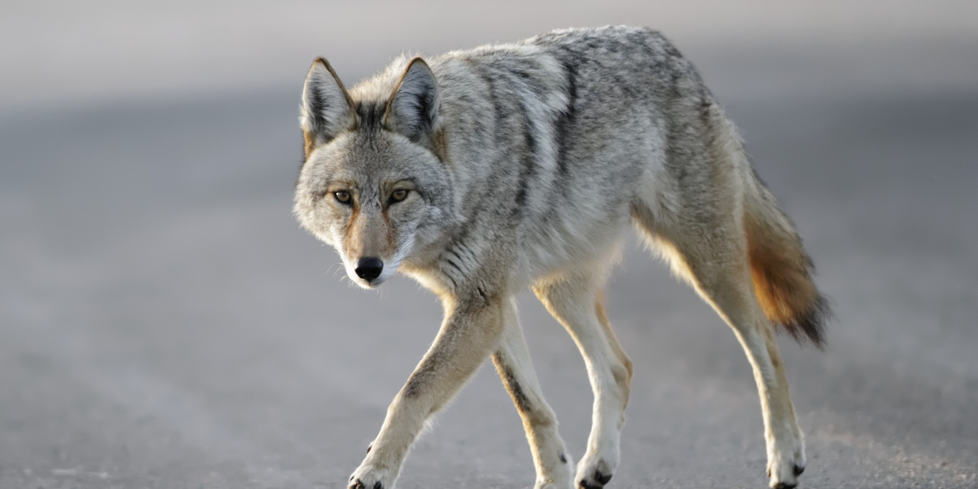 Emeil Hawkins, 3YearOld Chicago Boy, Attacked By Coyote After
