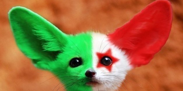 Le surnom de l'équipe nationale algérienne est les "Fennecs"