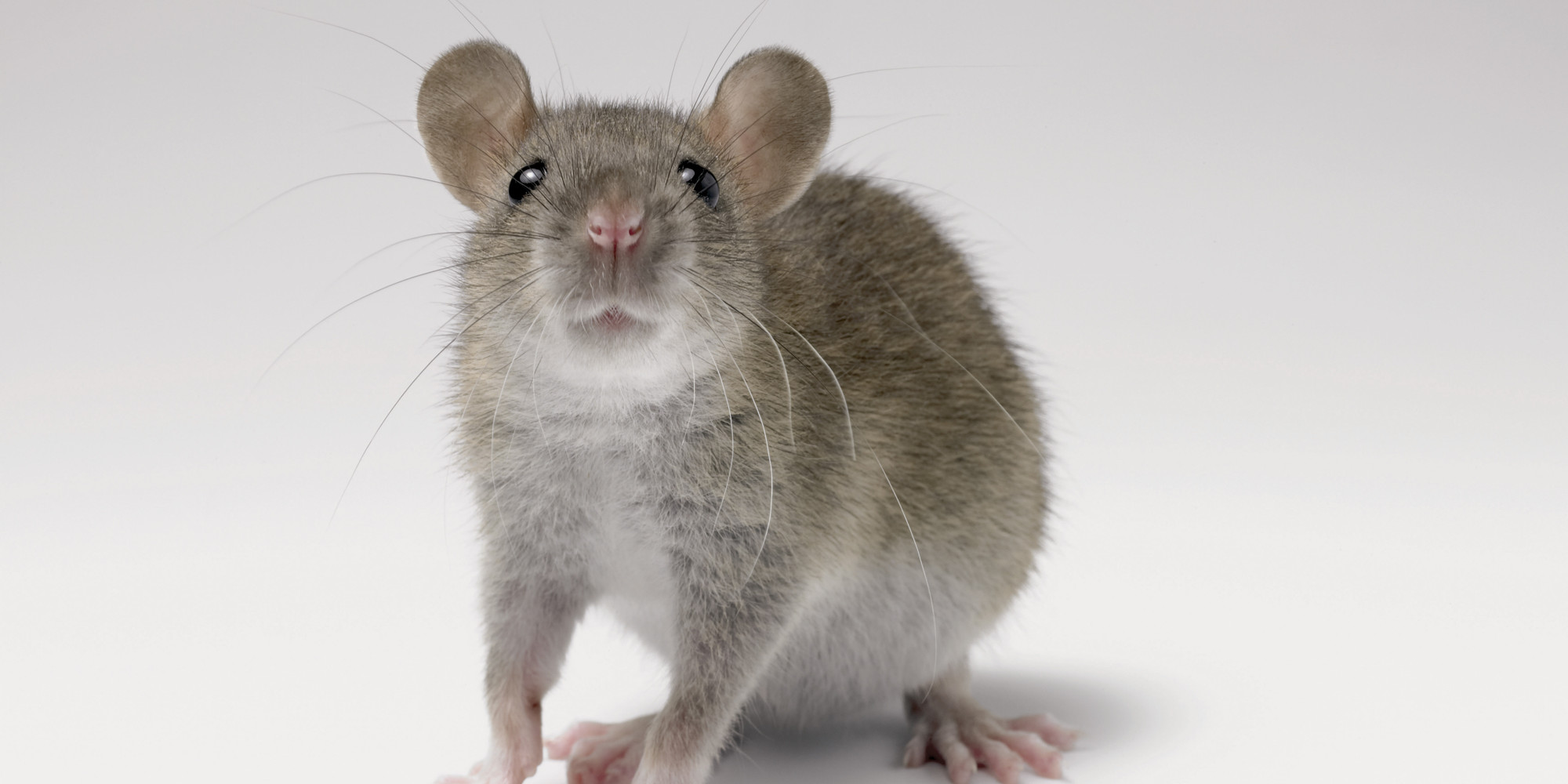 Мышь рост. Серая мышь. Мышка серая. Мышка серенькая. Серый мышонок.