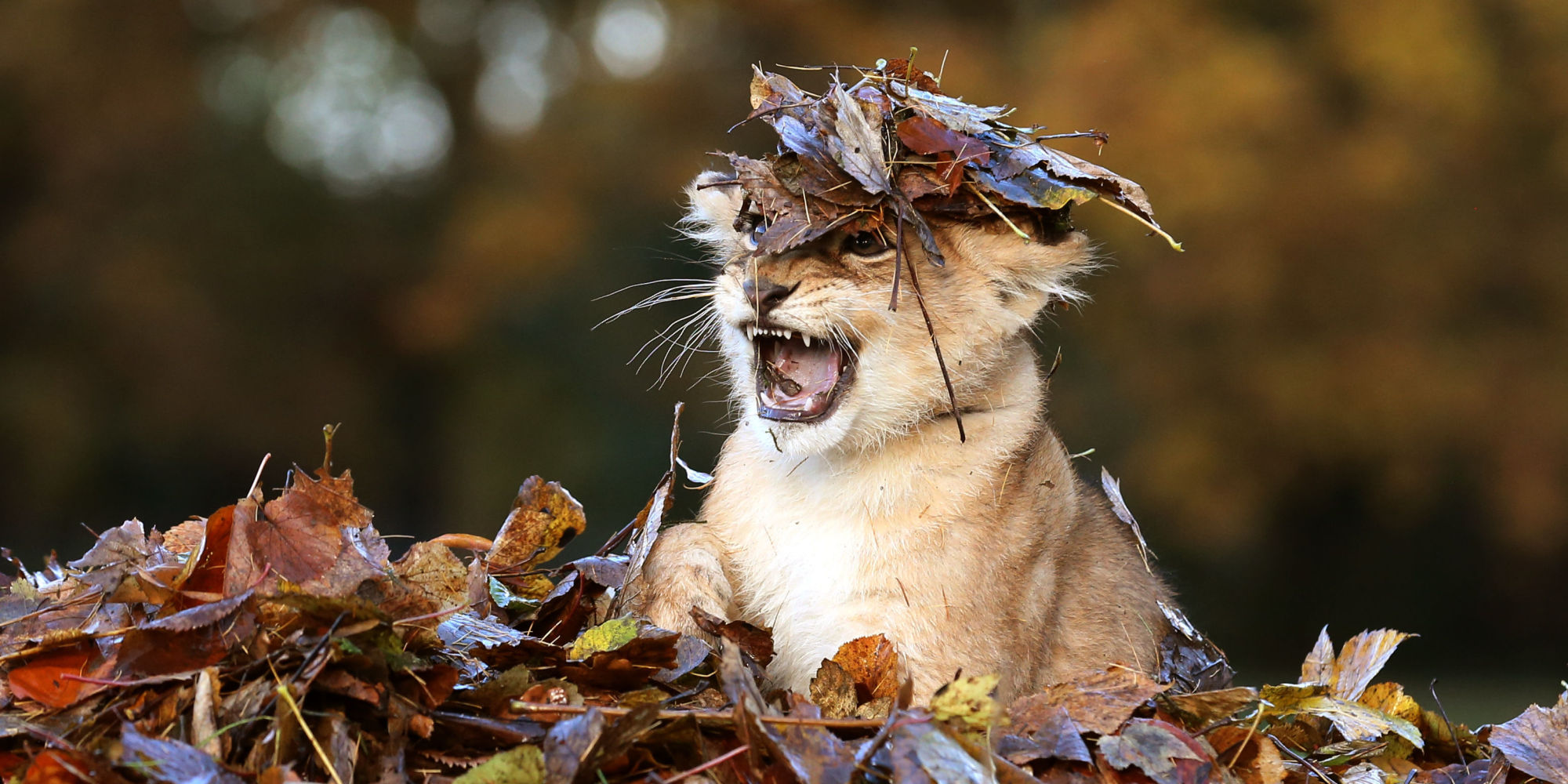 Adorable Lion Cub Loves Playing In Autumn Leaves More Than Anything In