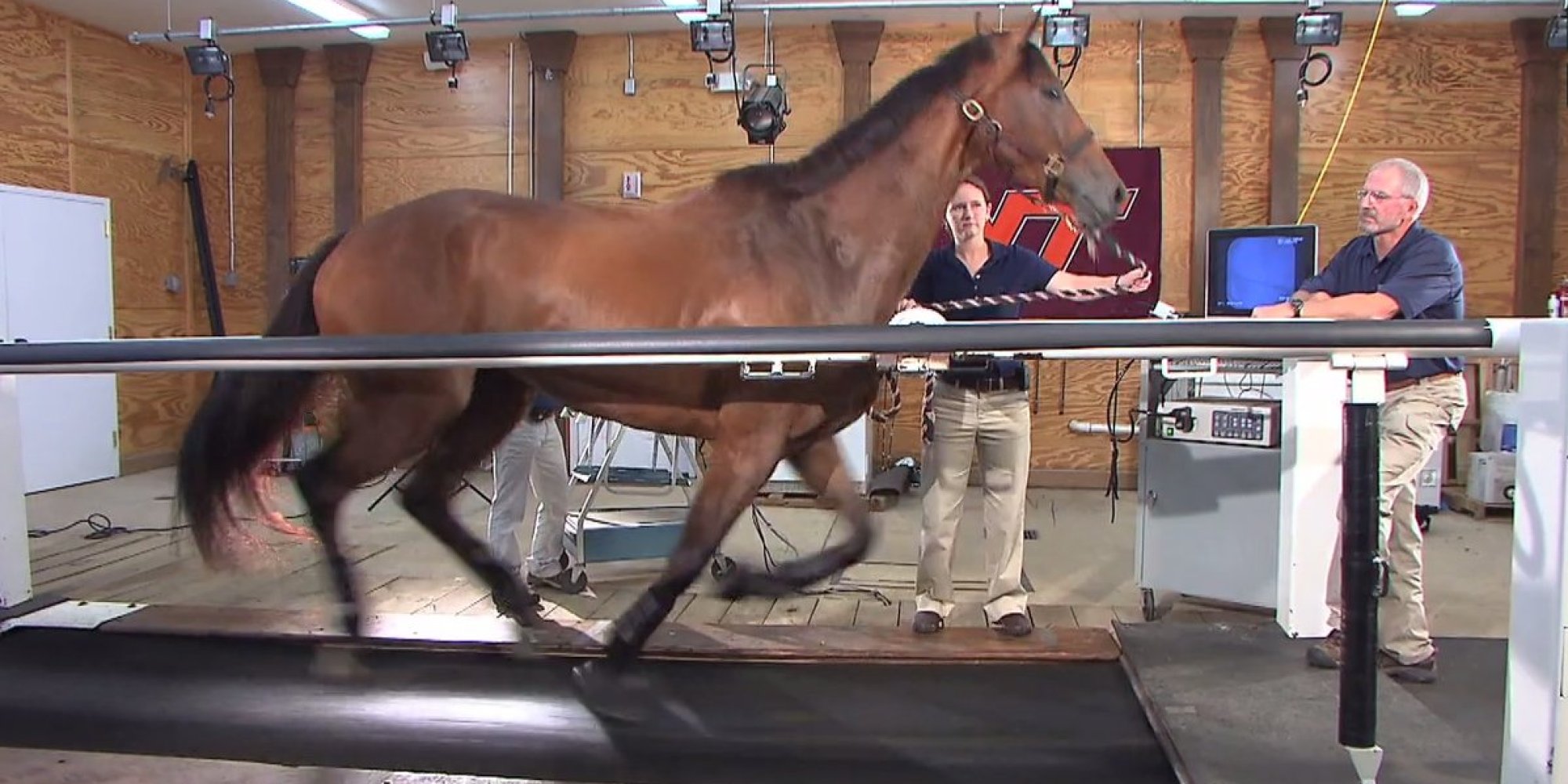 horse on a treadmill shirt