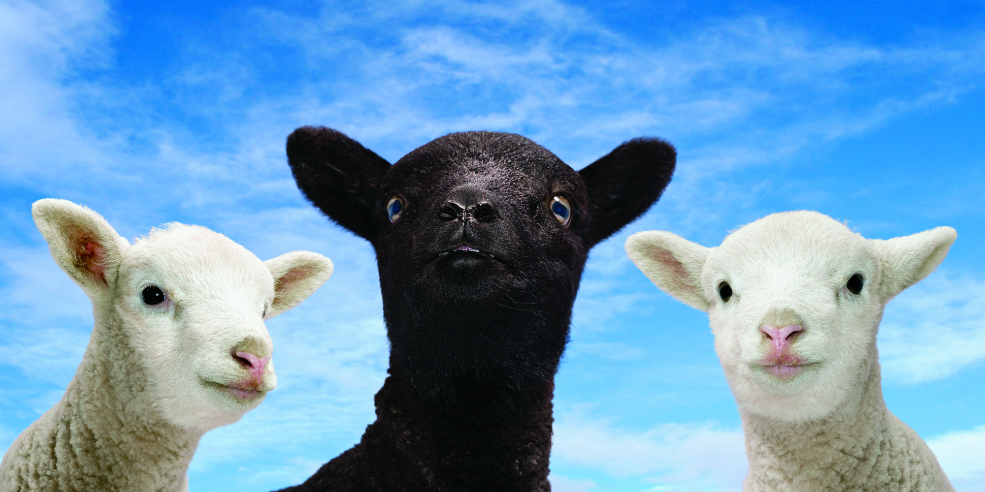 baa-baa-black-sheep-have-you-any-wool-no-but-i-have-some-shame