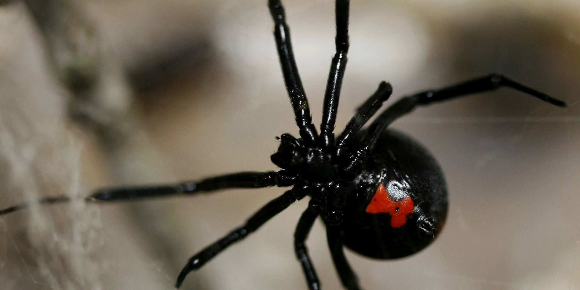 black-widows-found-on-grapes-at-supermarkets-in-several-states-huffpost