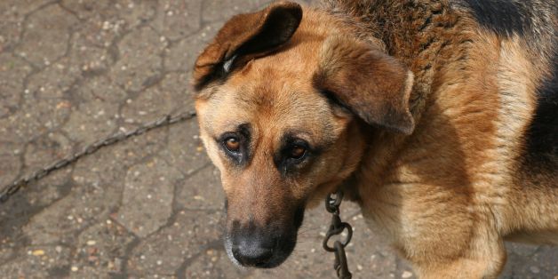 Peta schläfert pro Jahr tausende kranke und verwahrloste Tiere ein