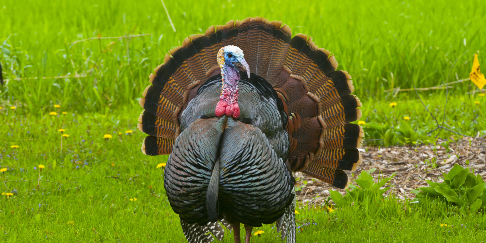 Picture Of A Turkey 9