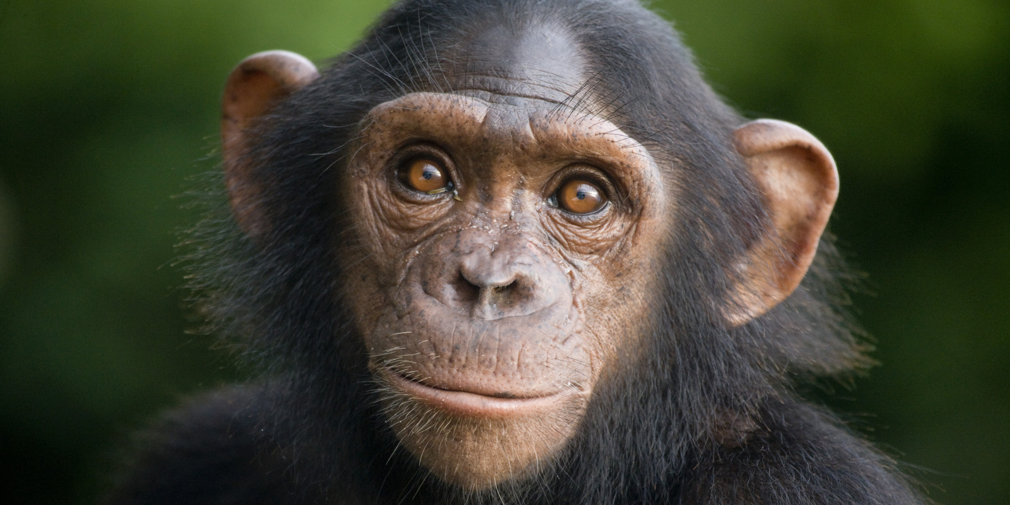 baby chimpanzee monkey