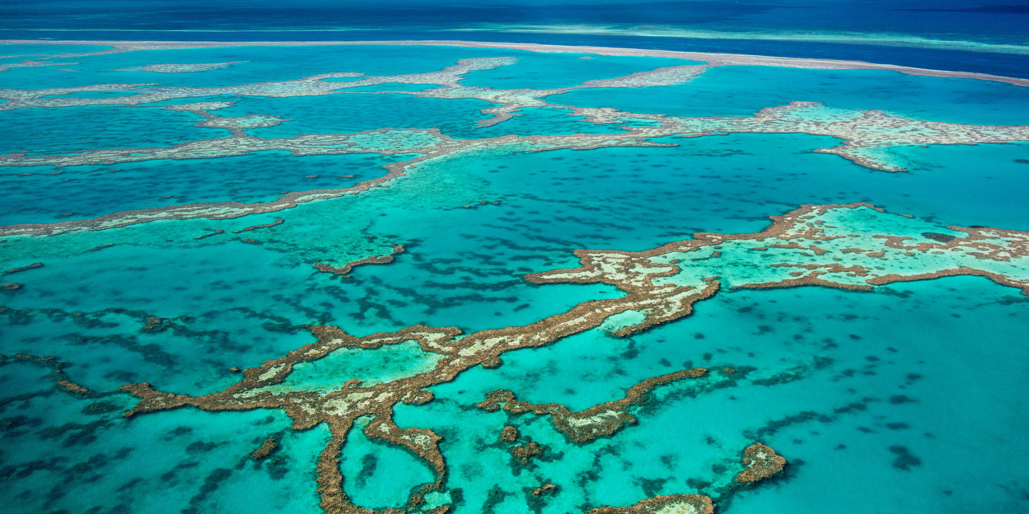 Scientists Hope Coral Reef Breeding Will Save Great Barrier Reef Huffpost