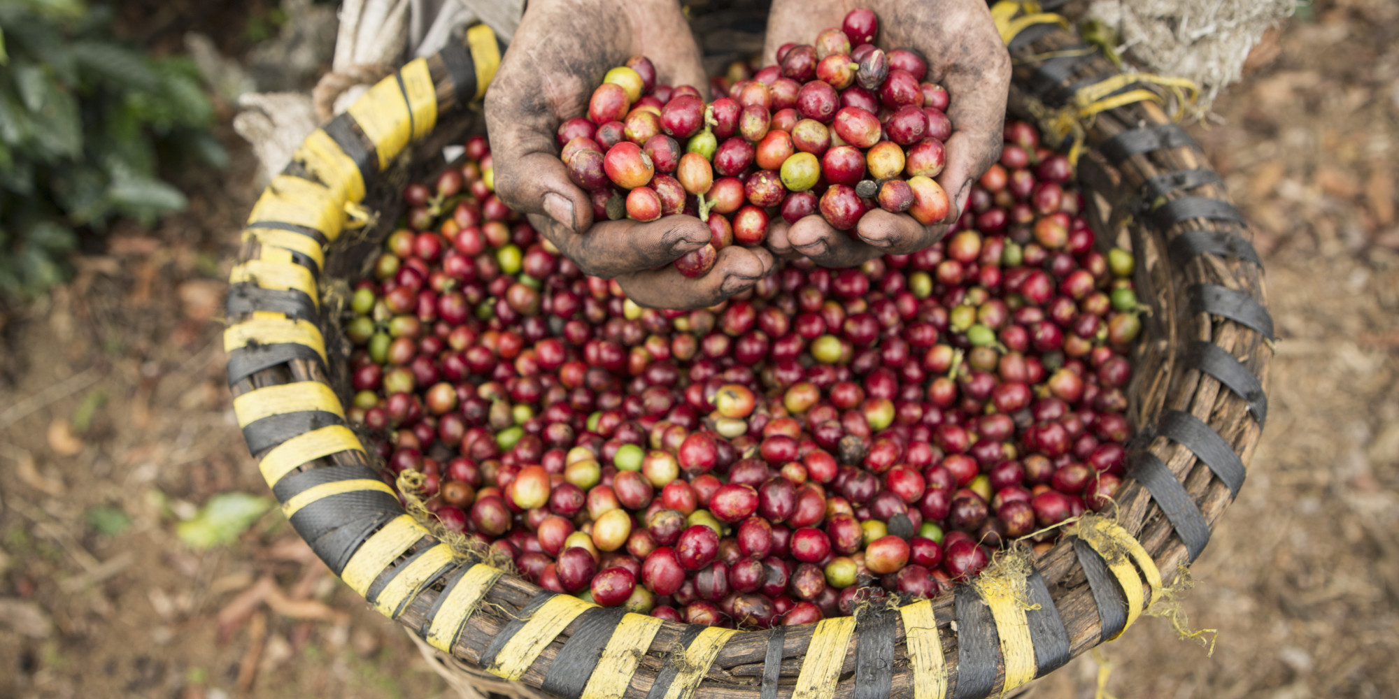 Why Now Is the Time to Start Drinking Fair Trade Coffee HuffPost